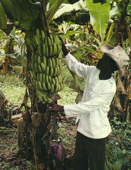 Un beau rgime de simentis, la meilleure banane du monde!